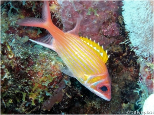 Longjaw Squirrelfish