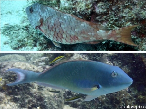 Redtail Parrotfish