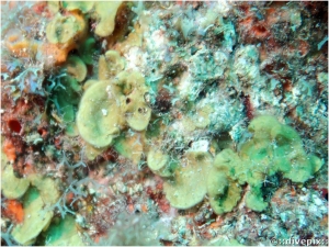 Encrusting Fan-Leaf Alga