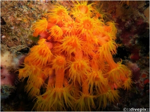 Orange Cup Coral