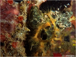 Golden Zoanthid