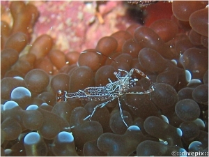 Sun Anemone Shrimp