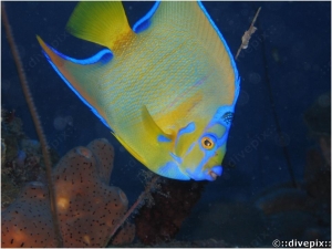 Queen Angelfish