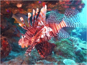 Red Lionfish