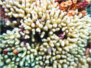 Yellow Pencil Coral