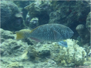 Yellowtail Parrotfish