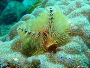 Christmas Tree Worm