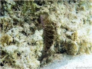 Rosy Blenny