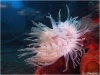 Giant Anemone