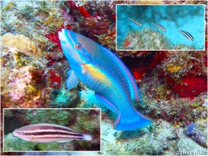 Princess Parrotfish