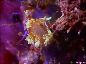 Long-horn Nudibranch