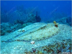 Peacock Flounder