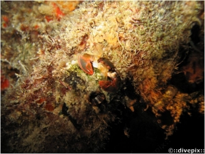 Red Porcelain Crab