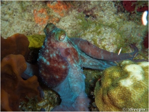 Caribbean Reef Octopus