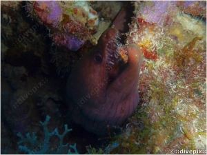 Viper Moray