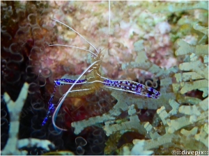 Pederson Cleaner Shrimp