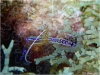 Pederson Cleaner Shrimp