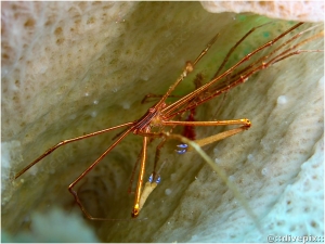 Yellowline Arrow Crab