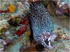 Spotted Moray