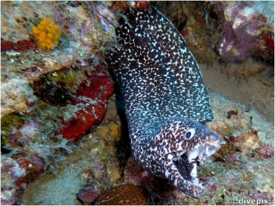 Spotted Moray