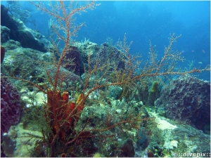 Feather Bush Hydroid