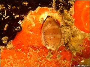 Atlantic Grey Cowrie