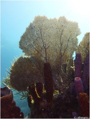 Venus Sea Fan