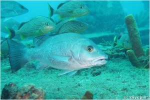 Grey Snapper