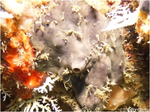 Brown Variable Sponge