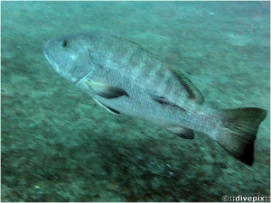 Cubera Snapper